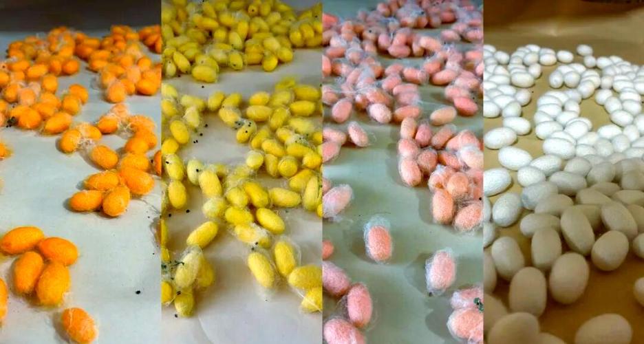 南充蚕种场创新人工饲料养蚕技术的探索与未来